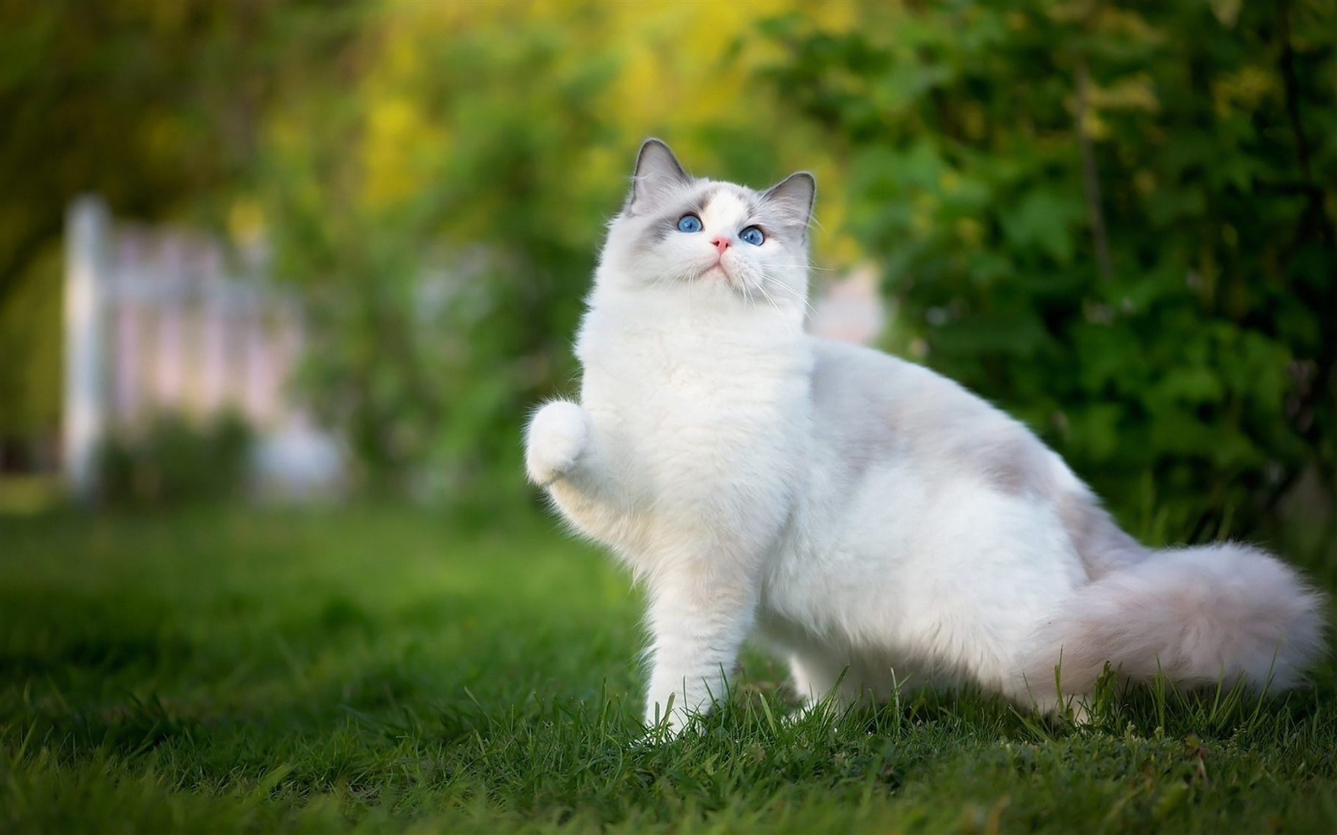 background-banner-catonthehands