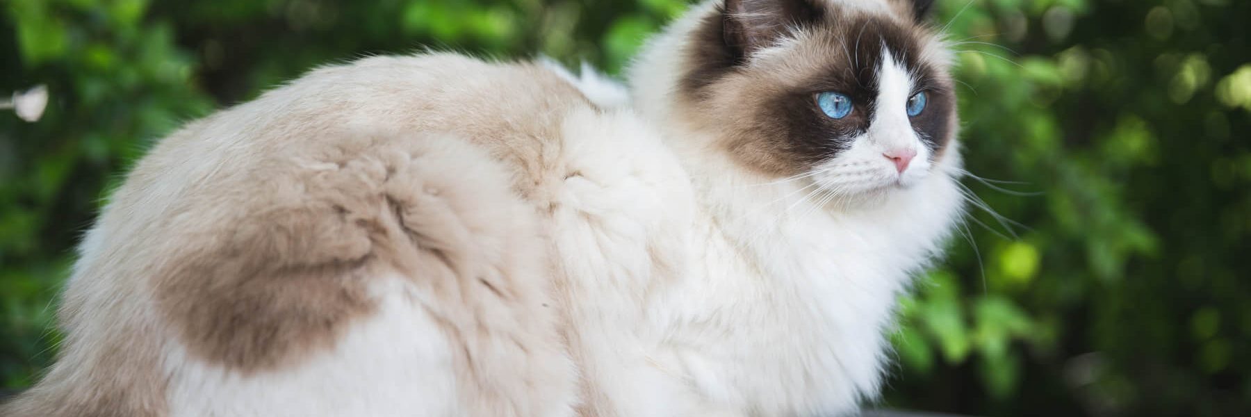 background-banner-catonthehands