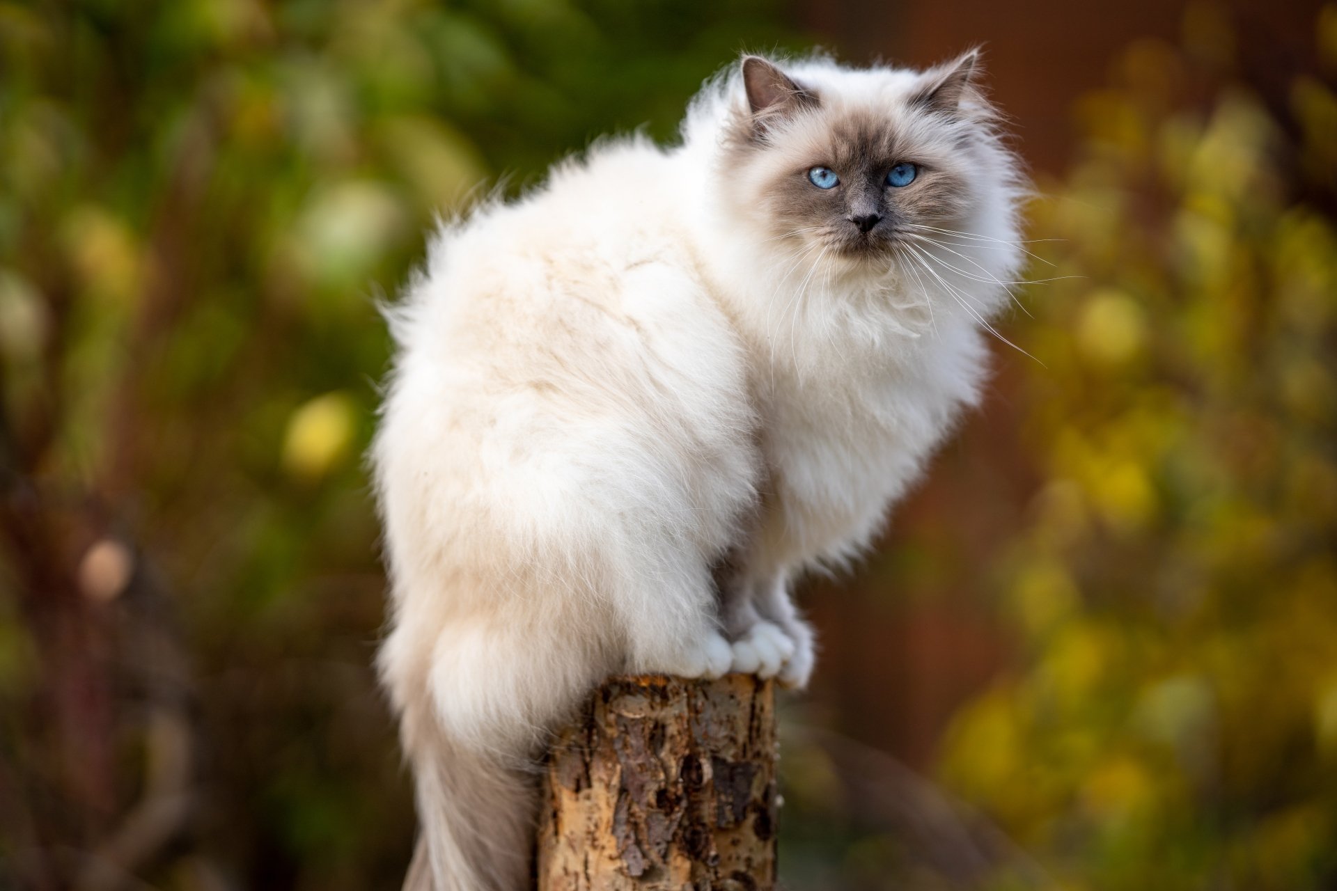 background-banner-catonthehands