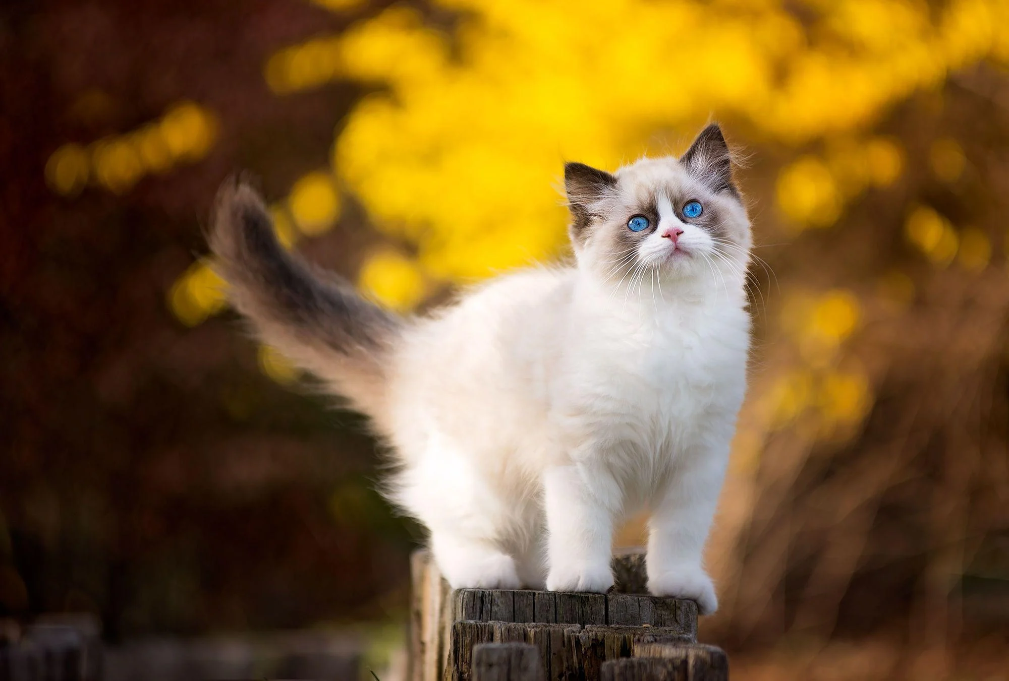 background-banner-catonthehands